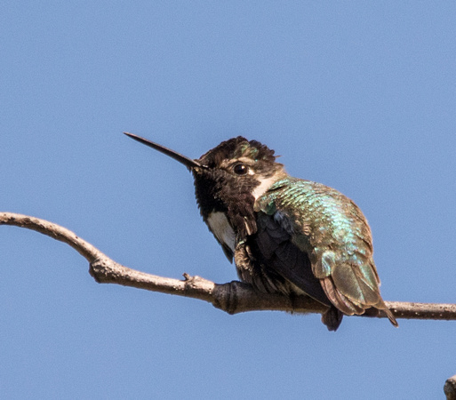 Costa's Hummingbird - Calypte costae