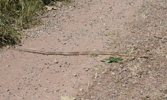 gopher snake - Pituophis catenifer