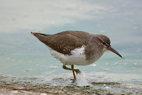 Spotted Sandpiper -Actitis macularia
