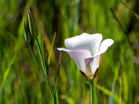 Catalina Mariposa Lily - Calochortus catalina