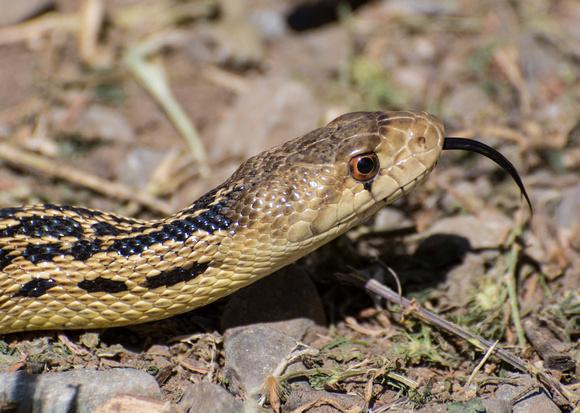 gopher snake - Pituophis catenifer