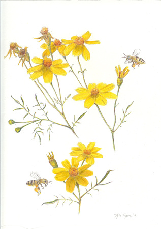 Mexican Marigold - Tagetes with European honey bees - Apis mellifera