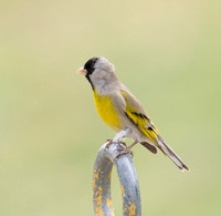 Lawrence's Goldfinch- Spinus lawrencei