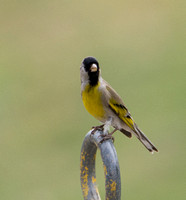 Lawrence's Goldfinch- Spinus lawrencei