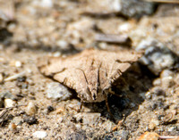 Erebid moth - Drasteria ochracea