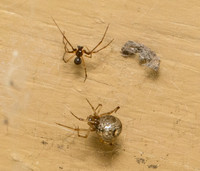 House spider - Parasteatoda tepidariorum (male and female)