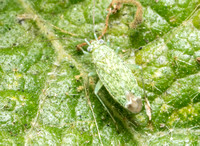 Plant bug - Brooksetta sp.