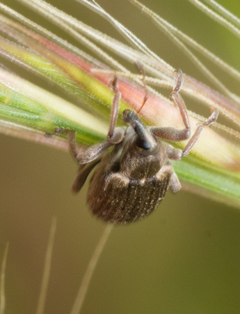 Egyptian Alfalfa Weevil - Hypera brunnipennis