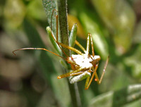 Leafhopper assassin bug - Zelus renardii