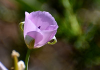 Splendid Mariposa Lily - Calochortus splendens