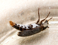 Hide Beetle - Dermestes maculatus