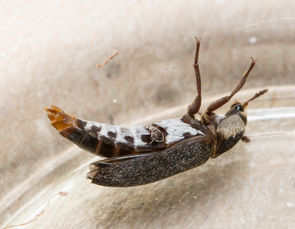 Hide Beetle - Dermestes maculatus