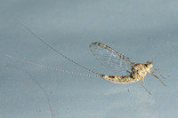 Mayfly - Callibaetis pictus