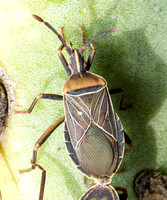 True Bugs - Hemiptera/Heteroptera
