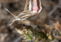 White-lined sphinx - Hyles lineata