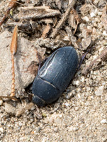 Darkling Beetle - Coniontis sp