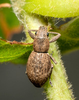 Fuller rose beetle - Pantomorus cervinus