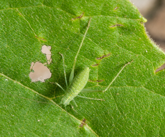 Angle-wing katydid -Microcentrum sp
