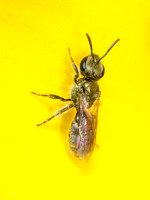 Base-banded Furrow Bee - Lasioglossum sp. (Subgenus Dialictus )
