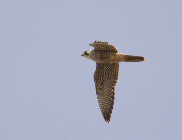 Peregrine Falcon - Falco peregrinus