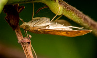 Garden webworm moth - Achyra rantalis (possibly occidentalis)