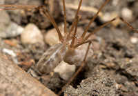 Cellar spider - Psilochorus californicus with eggs