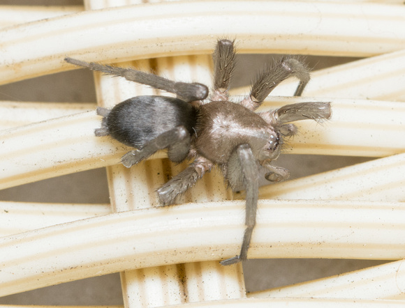 Mouse spider - Scotophaeus blackwalli