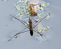 Water strider - Limnoporus notabilis