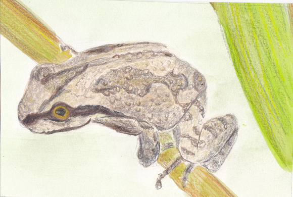 Pacific treefrog  - Pseudacris (Hyla) regilla