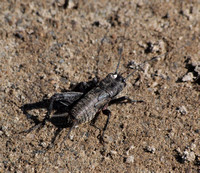 Field cricket - Gryllus sp.