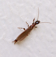 Webspinner - Oligotoma sp.
