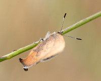 Brown Elfin - Callophrys augustinus