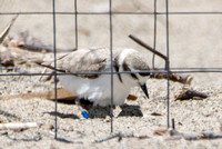 Snowy Plover - Charadrius nivosus (cage protecting the nest from predators)