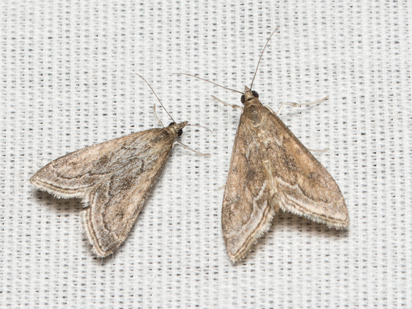 Crambid moth - Pyrausta zonalis