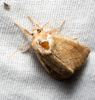 Elder Moth- Zotheca tranquilla