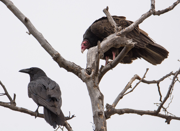 Common Raven - Corvus corax, Turkey Vulture - Cathartes aura