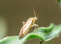 Broken-back bug - Taylorilygus apicalis