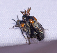 Wedge-shaped beetle - Ripiphorus sp.