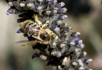Long-horned bee - Melissodes sp