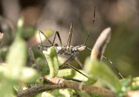 Four spurred assassin bug - Zelus tetracanthus (nymph)