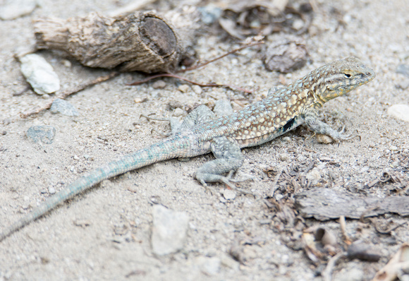 Side-blotched Lizard - Uta stansburiana