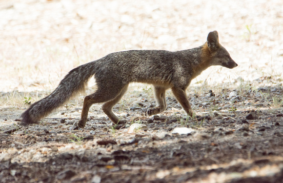 Gray Fox - Urocyon cinereoargenteus
