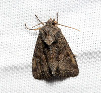 Noctuid moth - Oligia tusa