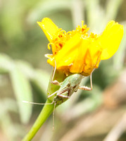 Scentless Plant Bug - Harmostes sp