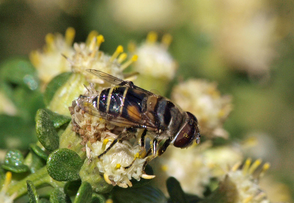 Drone fly - Eristalis sp.