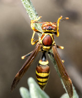 Common paper wasp - Polistes exclamans