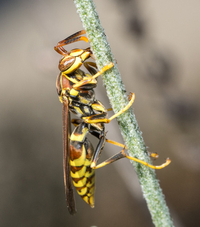 Common paper wasp - Polistes exclamans
