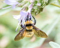 Sonoran bumble bee - Bombus sonorus
