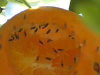 Pomace flies - Family Drosophilidae