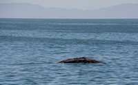 Whale watch out of Long Beach April 29, 2021
